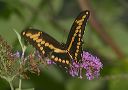giantswallowtail33
