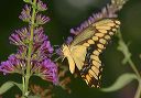 giantswallowtail36