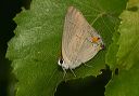 gray_hairstreak353