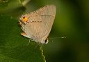 grayhairstreak75