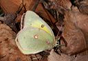 orange_sulphur5191