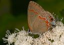 red-banded_hairstreak263