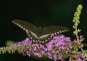 spicebush_swallowtail53