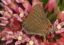 striped_hairstreak437