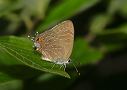 stripedhairstreak02