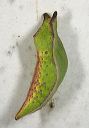 swallowtail_pupa_9606