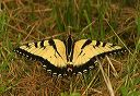tigerswallowtail76