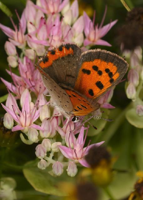 Lycaena phlaeas Lycaenidae