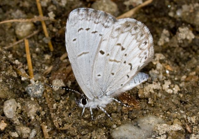 Celastrina neglecta Lycaenidae