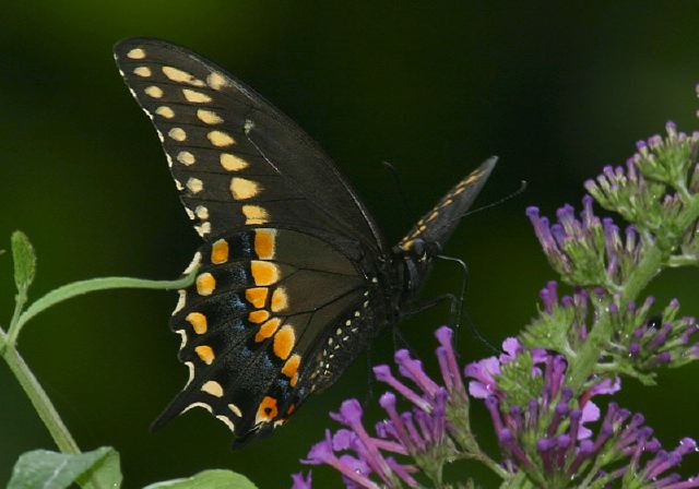 Papilio polyxenes Papilionidae