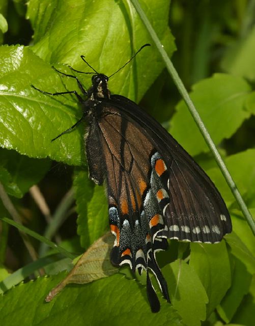 Papilio polyxenes Papilionidae