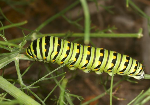 Papilio polyxenes Papilionidae