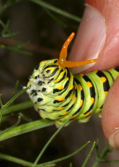 Papilio polyxenes Papilionidae