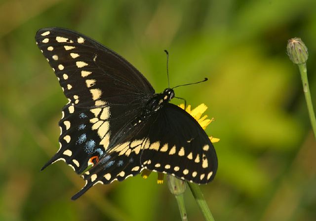 Papilio polyxenes Papilionidae