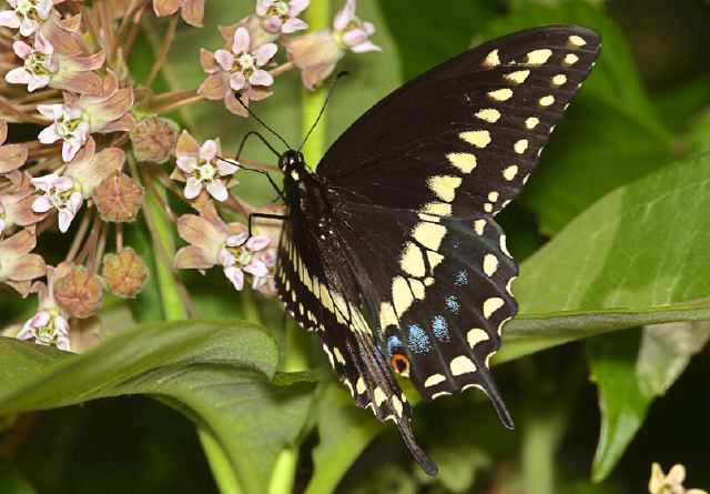 Papilio polyxenes Papilionidae