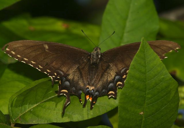 Papilio glaucus Papilionidae