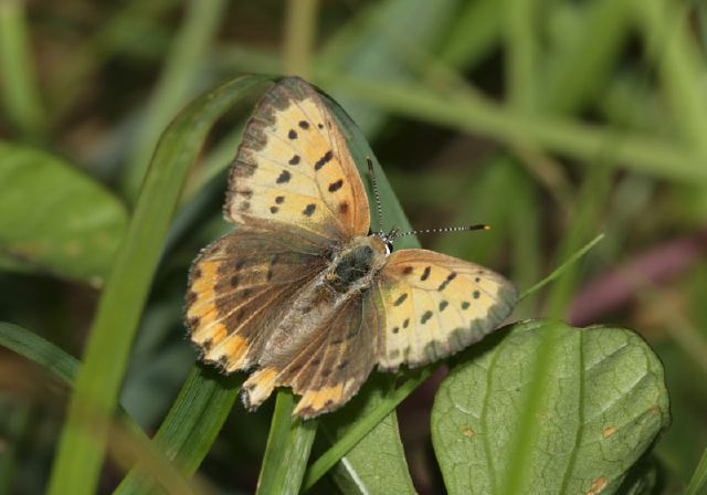 Lycaena hyllus Lycaenidae