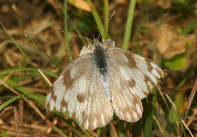 Pontia protodice Pieridae