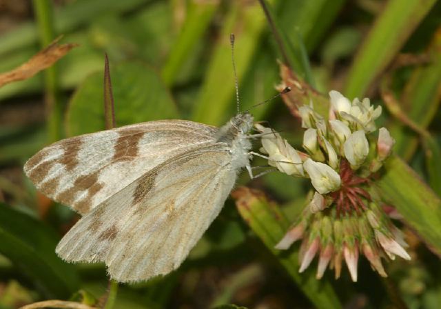 Pontia protodice Pieridae