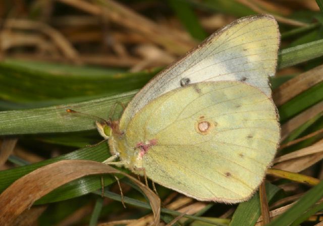 Colias philodice Pieridae