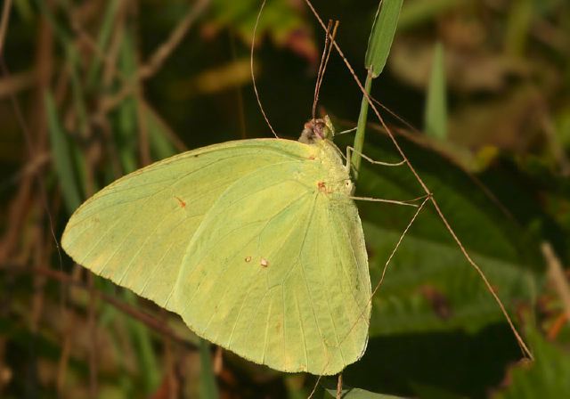 Phoebis sennae Pieridae