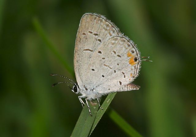 Everes comyntas Lycaenidae