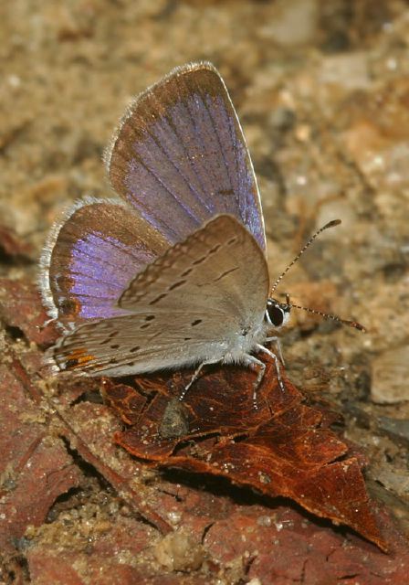 Everes comyntas Lycaenidae