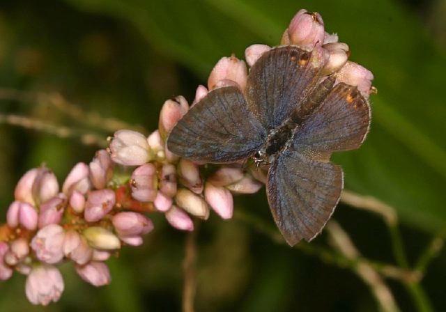 Everes comyntas Lycaenidae