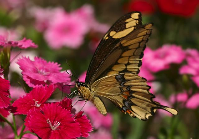 Papilio cresphontes Papilionidae