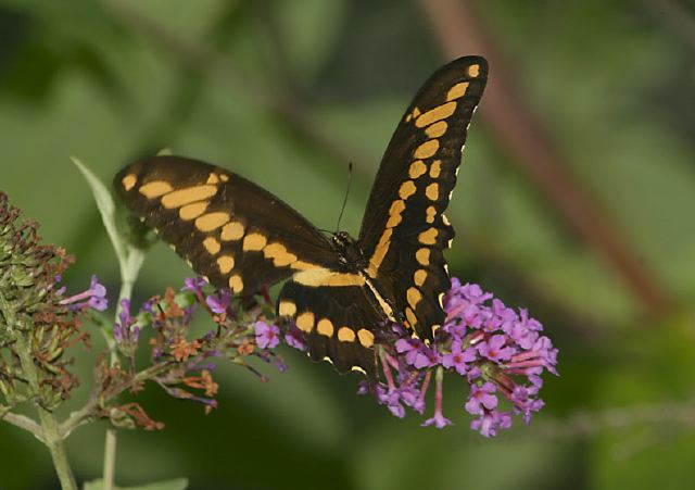 Papilio cresphontes Papilionidae