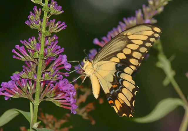 Papilio cresphontes Papilionidae