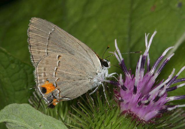 Strymon melinus Lycaenidae