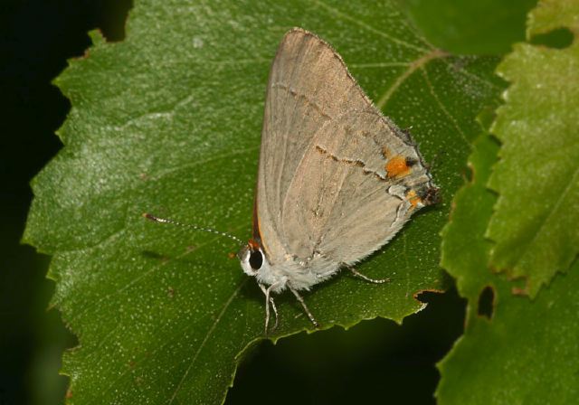 Strymon melinus Lycaenidae