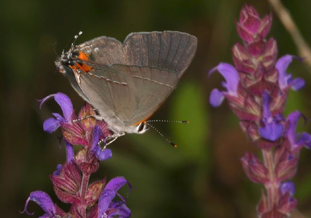 Strymon melinus Lycaenidae