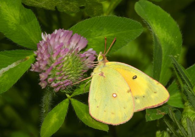 Colias eurytheme Pieridae