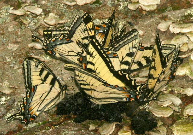 Papilio glaucus Papilionidae