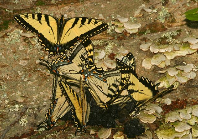 Papilio glaucus Papilionidae