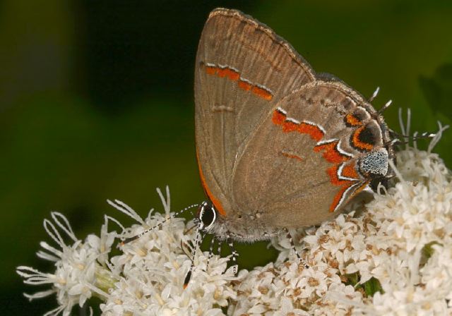 Calycopis cecrops Lycaenidae