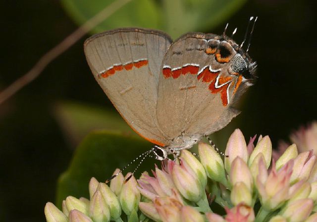 Calycopis cecrops Lycaenidae