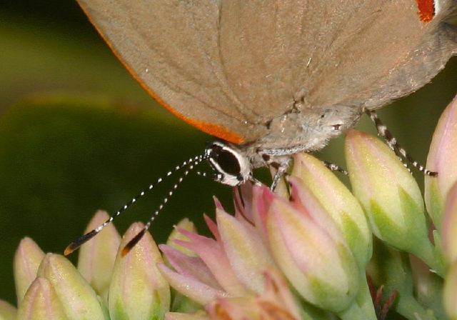 Calycopis cecrops Lycaenidae