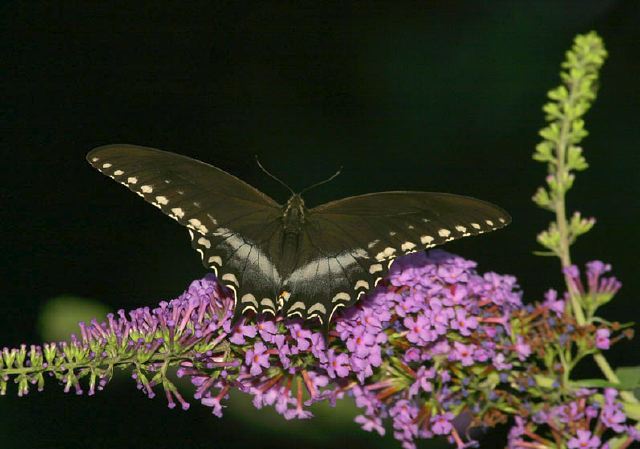 Papilio troilus Papilionidae