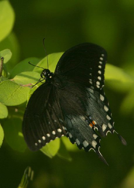 Papilio troilus Papilionidae