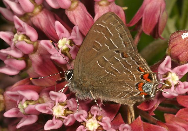 Calycopis cecrops Lycaenidae