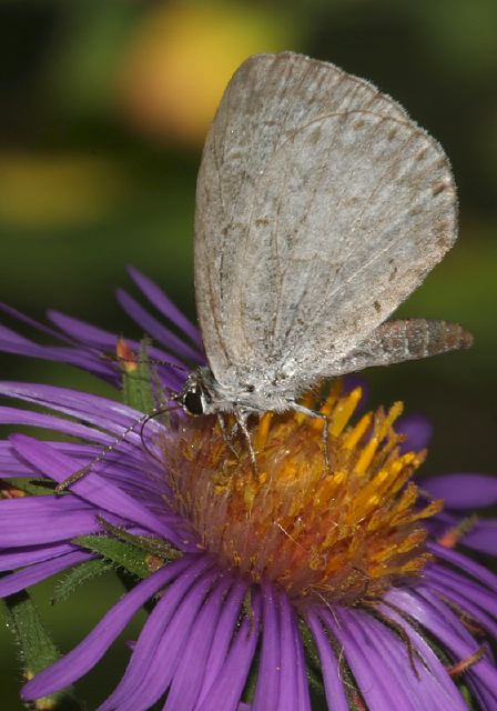 Celastrina neglecta Lycaenidae