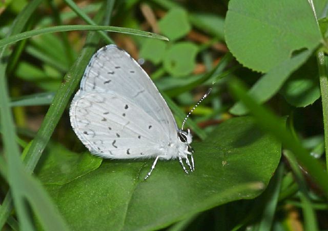 Celastrina neglecta Lycaenidae