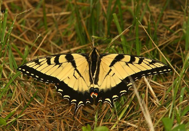 Papilio glaucus Papilionidae