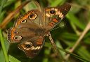 common_buckeye366