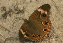 common_buckeye865