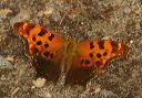 eastern_comma564