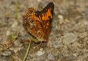 harrisscheckerspot797